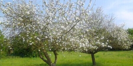 Obstgehölze