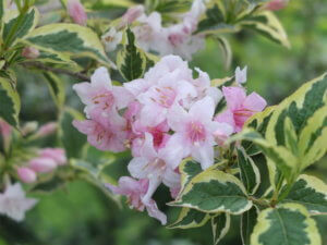 Weigelia florida